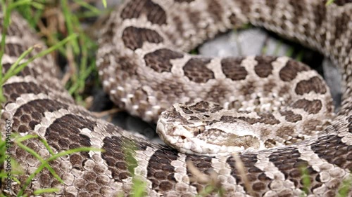 Rattlesnake in the grass dangerous reptile photo