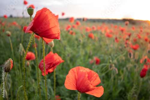 blühende Mohnblumen im Feld