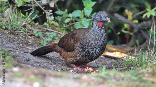 Andean guan (Penelope montagnii) at the Yanacocha Ecological Reserve, outside of Quito, Ecuador photo