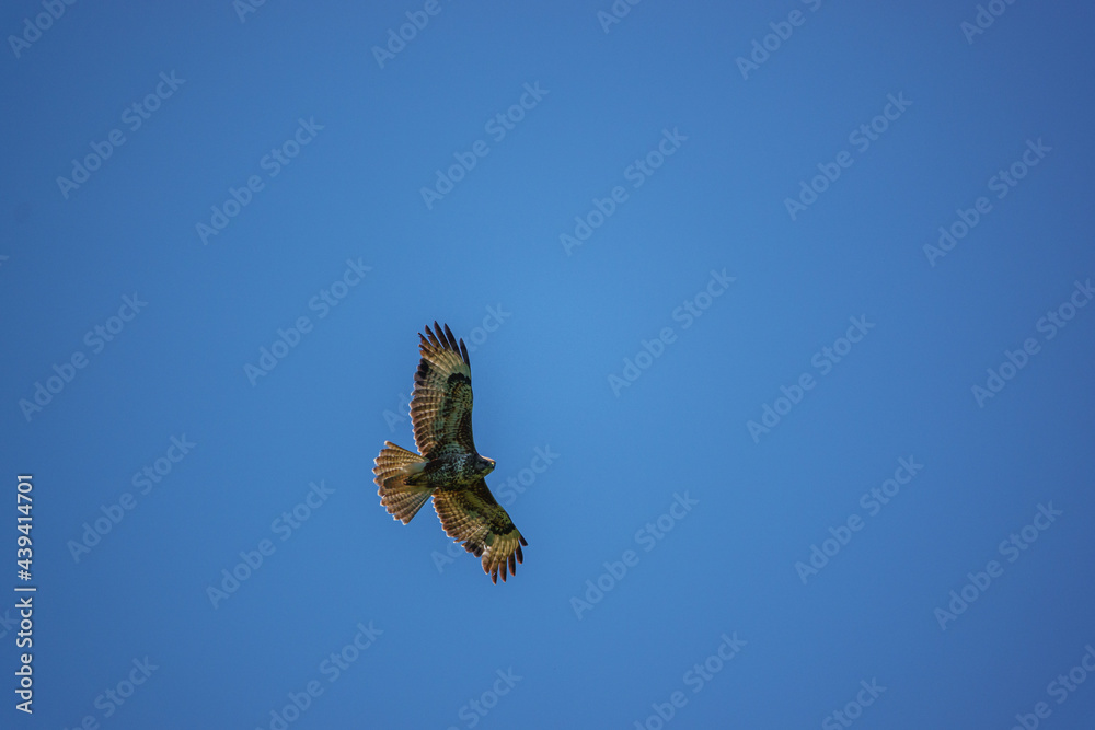 Fototapeta premium a buzzard soaring on thermals looking for prey or carrion