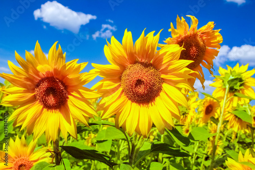 a field of blooming sunflowers against a colorful sky