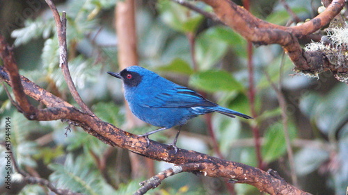 Masked flowerpiercer (Diglossa cyanea) perched in a tree at the Yanacocha Ecological Reserve, outside of Quito, Ecuador photo