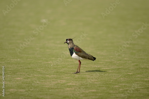 Tapety artystyczne Aves
