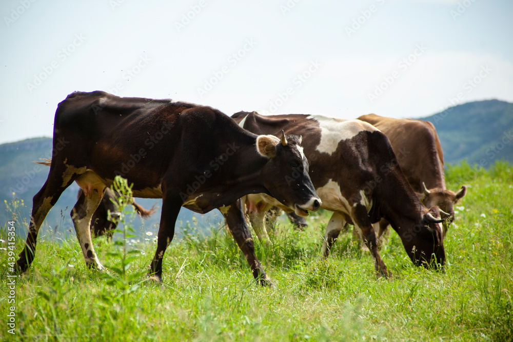 cows and bulls in nature