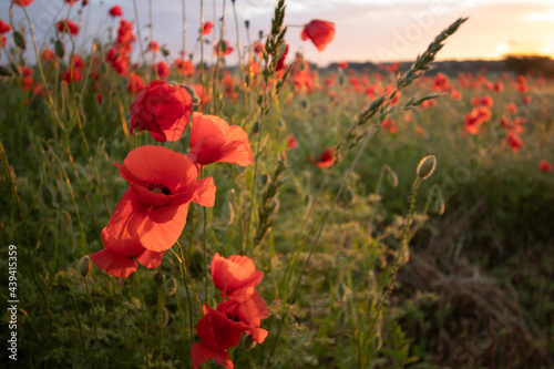 Mohnblumen am Feldrand