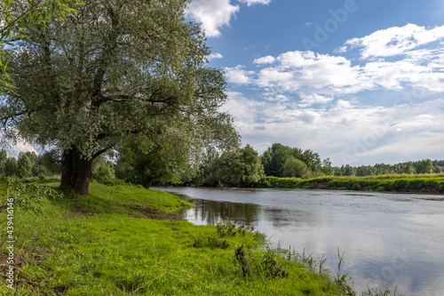 Bright green grass on the river bank. Summer landscape with a river, trees and bushes.