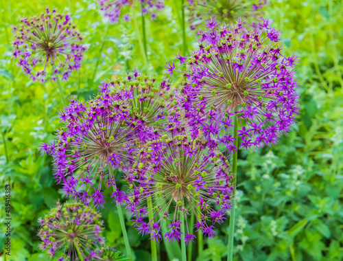 wild leek blooms  large balls of small purple petaled flowers   