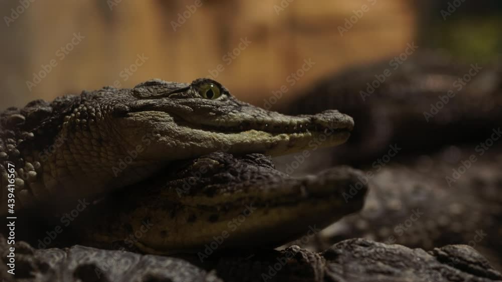 the aligator looks into the camera close-up. sharp crocodile teeth. Caiman crocodile the aligator looks into the camera close-up. sharp crocodile teeth. Caiman crocodile