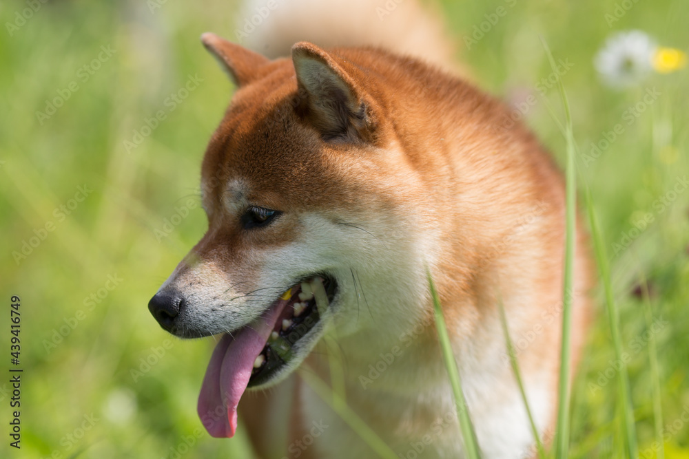 Profile of a ginger Shiba Inu dog with a long tongue sticking out due to the heat. Shiba inu walks in a field with grass and wildflowers and stuck out his tongue from the summer heat