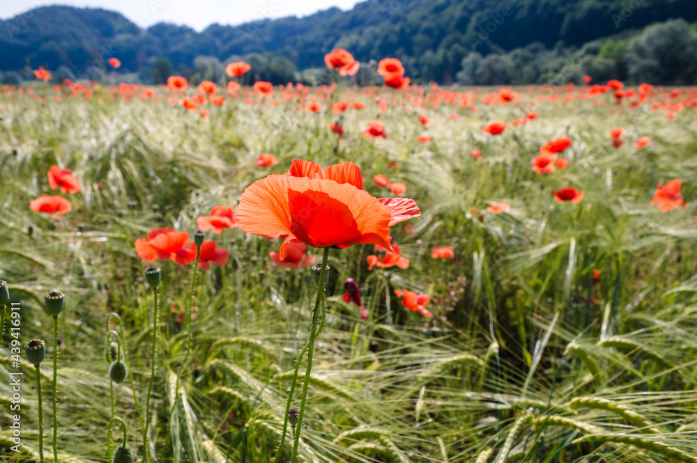 Red poppies and wheat field during sunrise in the summer. Podcetrtek, Slovenia.
