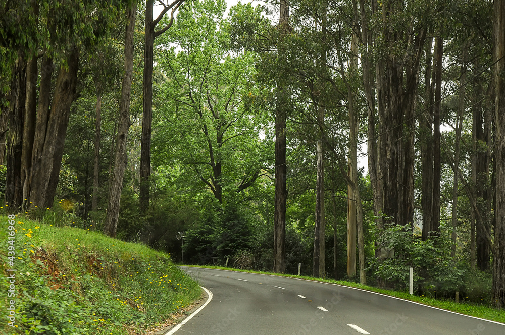 Mountain road through dense forest in Australia. Mountain road through dense forest in Australia.
