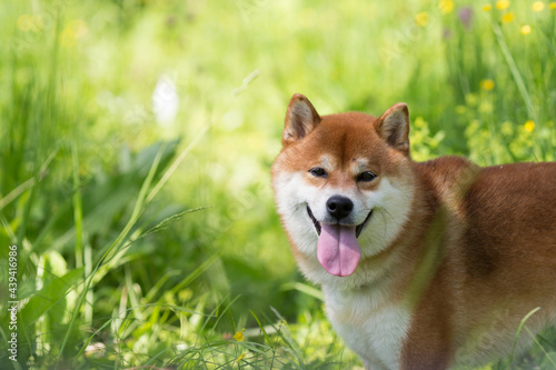 Portrait of a red shiba inu dog with a long tongue sticking out because of the heat. Shiba Inu walks across the field on a leash with the owner with grass and wildflowers and stuck out his tongue from