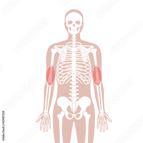 Muscular system arms