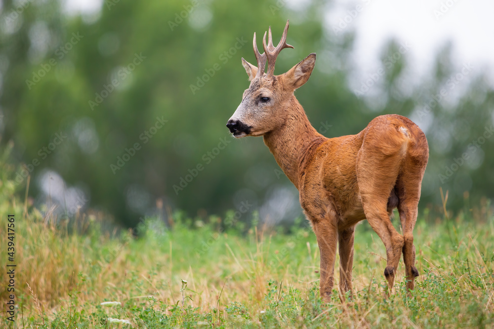 Roe deer, capreolus capreolus, standing on field in summer nature from back. Antlered mammal observing on pasture. Roebuck looking on grassland in summertime. Roe deer, capreolus capreolus, standing on field in summer nature from back. Antlered mammal observing on pasture. Roebuck looking on grassland in summertime.