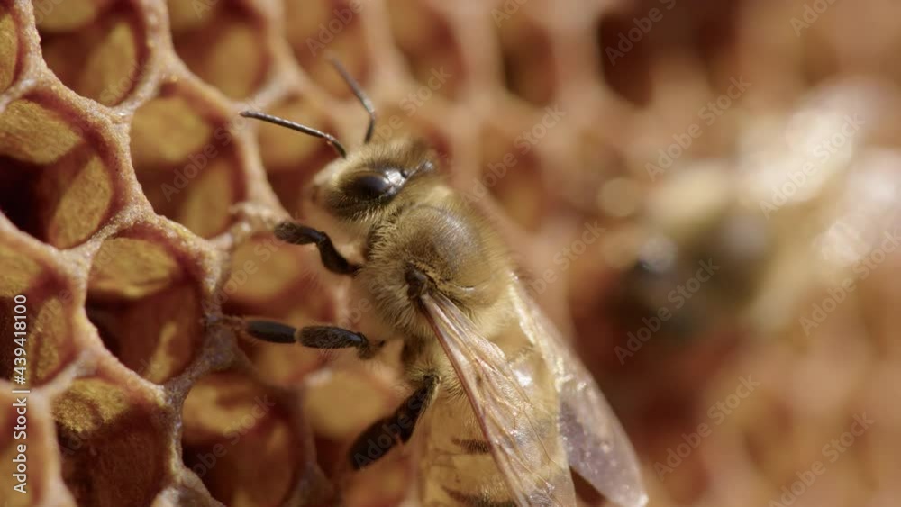 BEEKEEPING Worker bee moves antennae around in beehive, detail shot vídeo de Stock