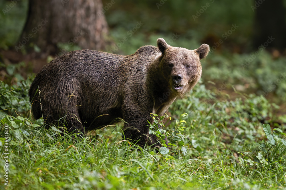 Brown bear, ursus arctos, observing in forest in summertime nature. Big mammal standing in green woodland from side. Large predator looking in fresh wilderness.