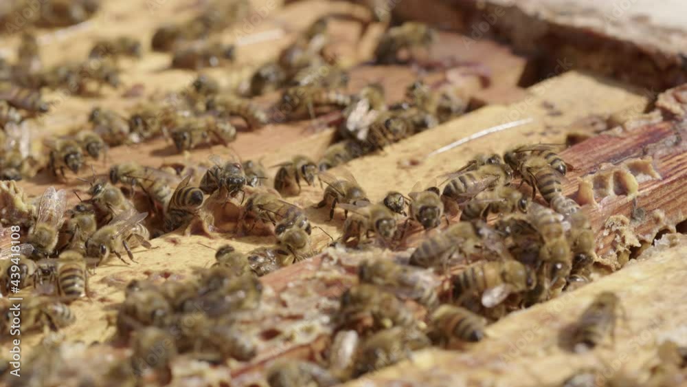 BEEKEEPING - Beehive is covered up after inspection, slow motion close up BEEKEEPING - Beehive is covered up after inspection, slow motion close up