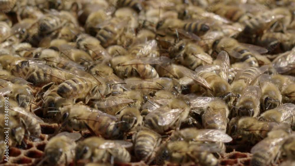 BEEKEEPING - Worker bee swarm moves on top of a beehive, slow motion close up BEEKEEPING - Worker bee swarm moves on top of a beehive, slow motion close up
