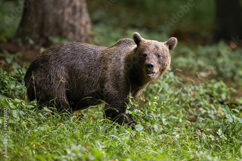 Brown bear, ursus arctos, observing in forest in summertime nature. Big mammal standing in green woodland from side. Large predator looking in fresh wilderness.