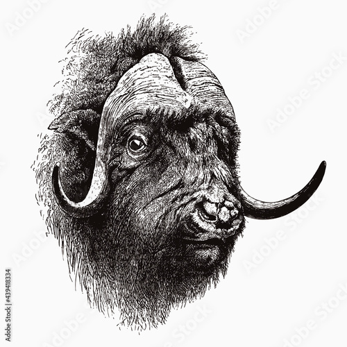 Head of bull muskox ovibos moschatus, after antique engraving from the 19th century photo