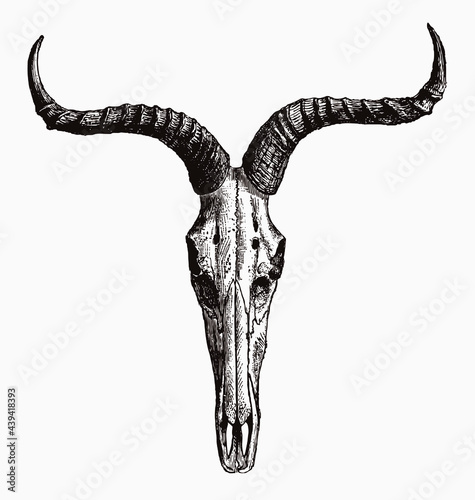 Skull of endangered Swayne's hartebeest alcelaphus buselaphus swaynei in frontal view, after antique engraving from the 19th century photo