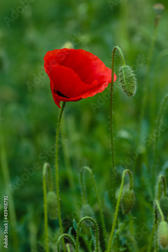 Oriental poppy flower. Papaver orientale is magnificent perennial plant in the garden