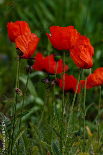 Oriental poppy flower. Papaver orientale is magnificent perennial plant in the garden