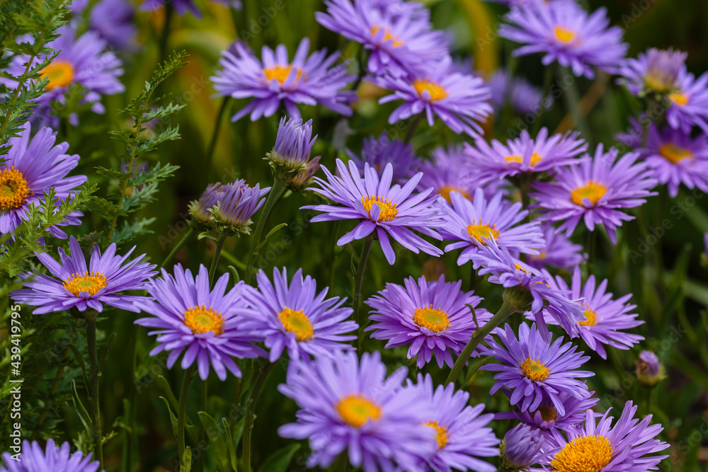 Aster alpinus. Beautiful flower abstract background of nature. Astra perennial. Astra Alpine. Aster alpinus. Beautiful flower abstract background of nature. Astra perennial. Astra Alpine.