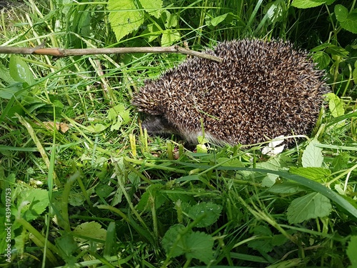 An adult hedgehog is curled up in a ball among the green grass on the lawn