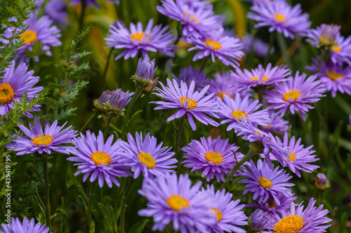 Aster alpinus. Beautiful flower abstract background of nature. Astra perennial. Astra Alpine. 