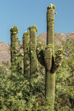 A group of saguaro cactus with unusual side blooms in the Sonoran Desert in Arizona, USA.
