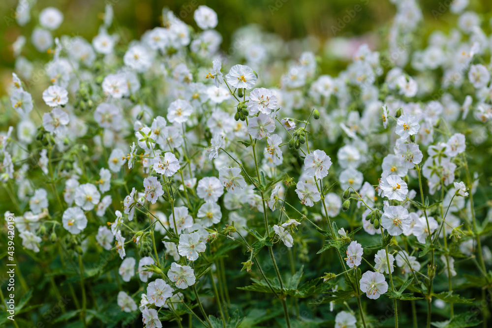The Balkan Cranesbill, Geranium macrorrhizum is a cranesbill with beautiful white flowers.