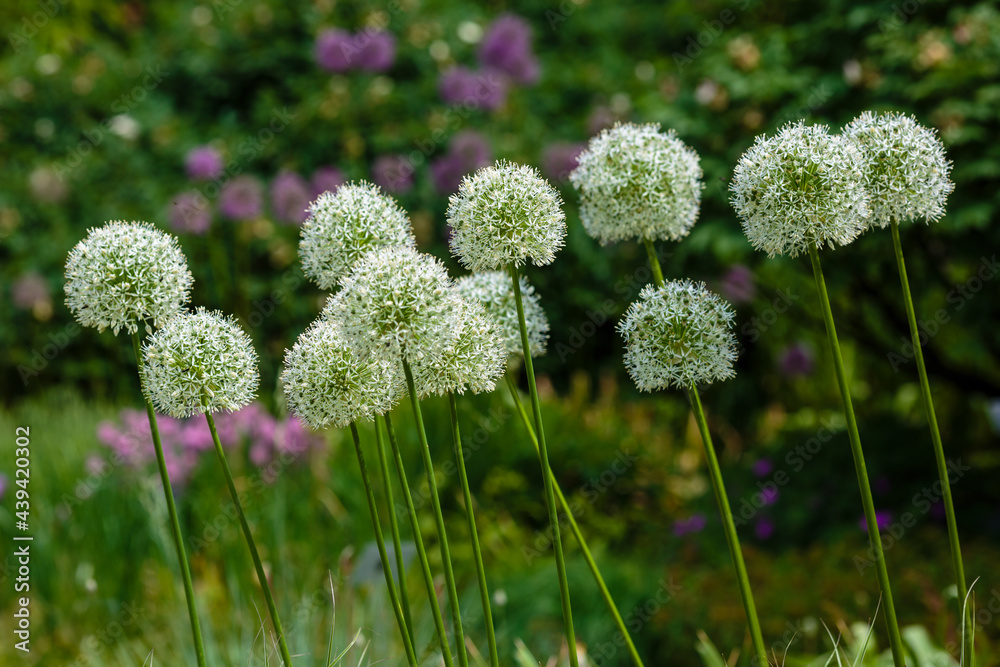 Allium 'white giant' flowering on a sunny May day in garden. Allium 'white giant' flowering on a sunny May day in garden.