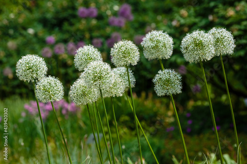 Allium  white giant  flowering on a sunny May day in garden. 