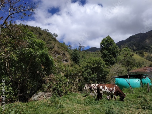 farm in the mountains