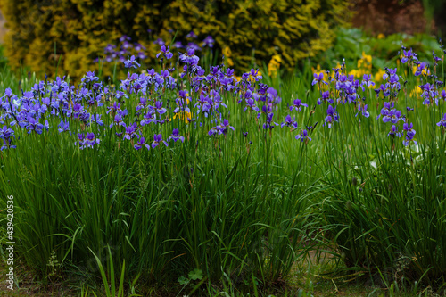 Beautiful flowers of Siberian iris. Siberian iris or Siberian flag in garden.