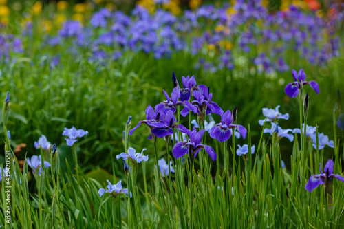 Beautiful flowers of Siberian iris. Siberian iris or Siberian flag in garden.