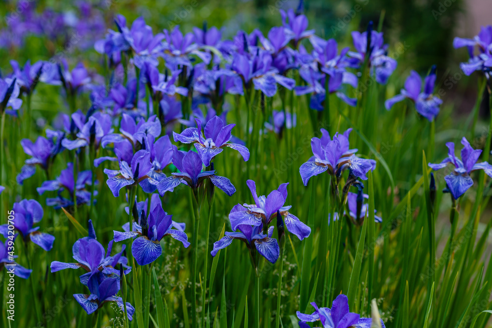 Beautiful flowers of Siberian iris. Siberian iris or Siberian flag in garden.