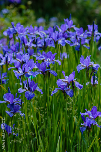 Beautiful flowers of Siberian iris. Siberian iris or Siberian flag in garden.