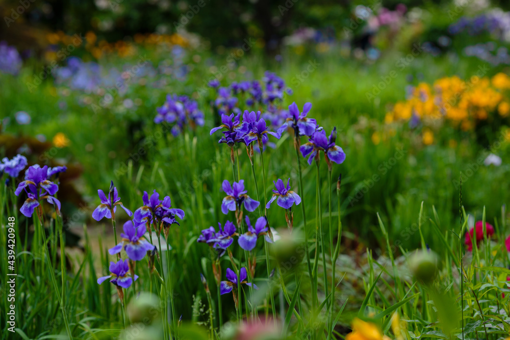 Fototapeta premium Beautiful flowers of Siberian iris. Siberian iris or Siberian flag in garden.
