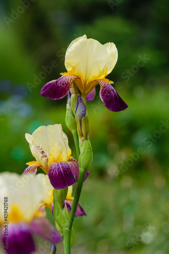 Flower bearded iris (Iris germanica) in summer garden