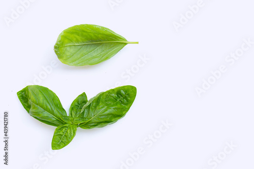 Basil leaves on white background.