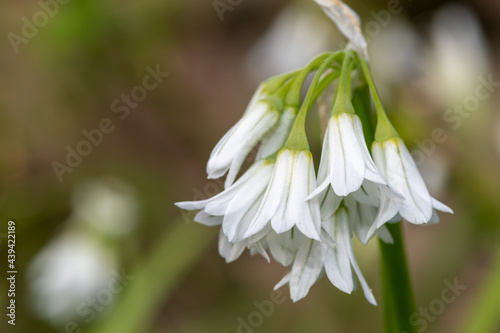 Three cornered leek (allium triquetrum) flower © tom