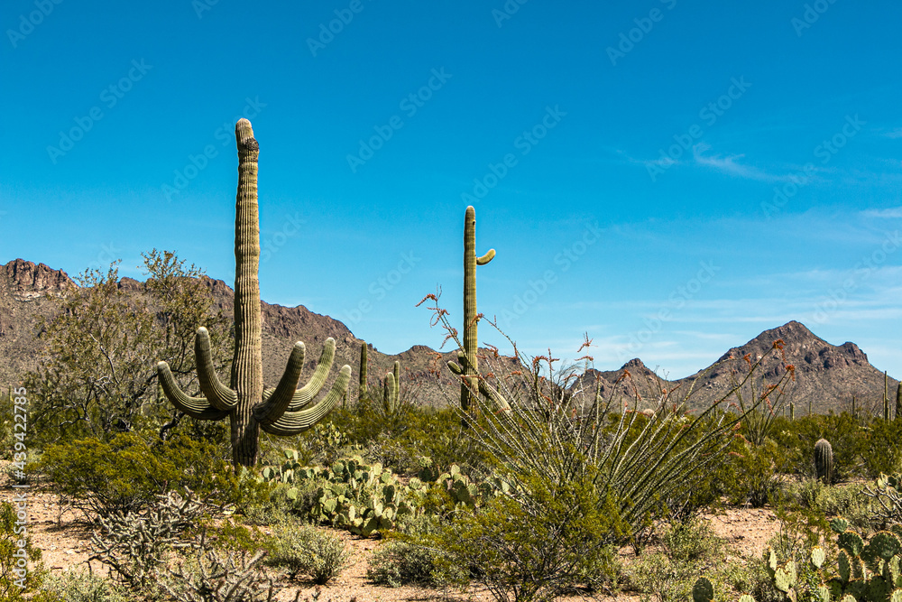 A scenic view of saguaro cactus in the Sonoran Desert of Arizona, with mountains in the background, USA.