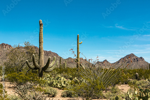 A scenic view of saguaro cactus in the Sonoran Desert of Arizona, with mountains in the background, USA. © Mary Gavan