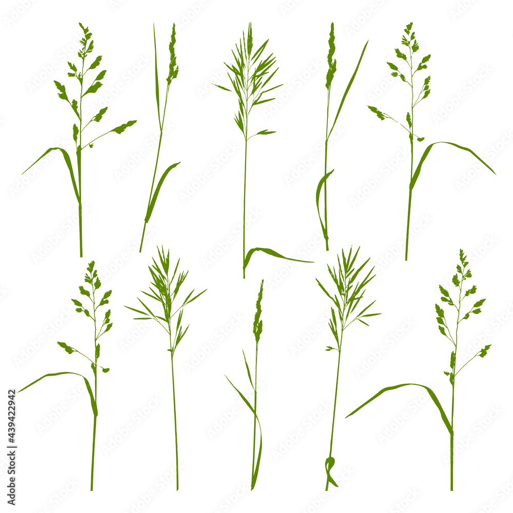 Fototapeta premium Natural herbs isolated on white - silhouettes of wild blades of grass - herbal set