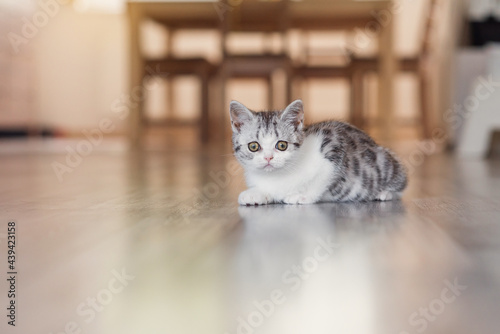 Cute little grey kitten in the cozy home