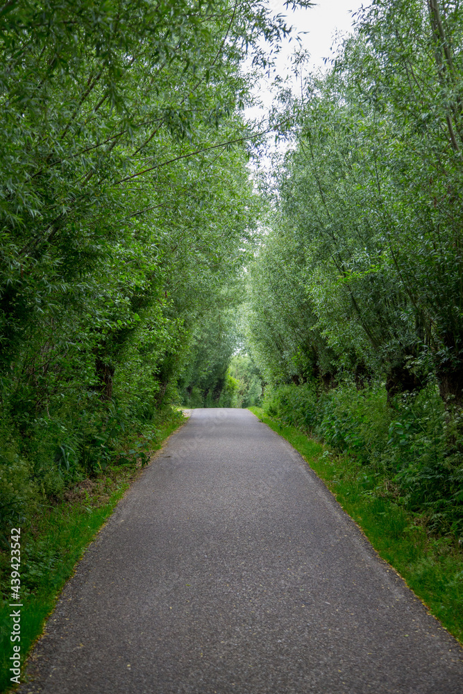 Fototapeta premium small road with overhanging trees and bushes