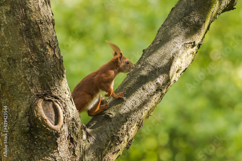 squirrel on tree © Konrad
