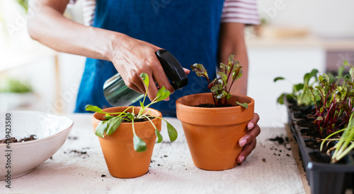 Crop black gardener spraying potted plant